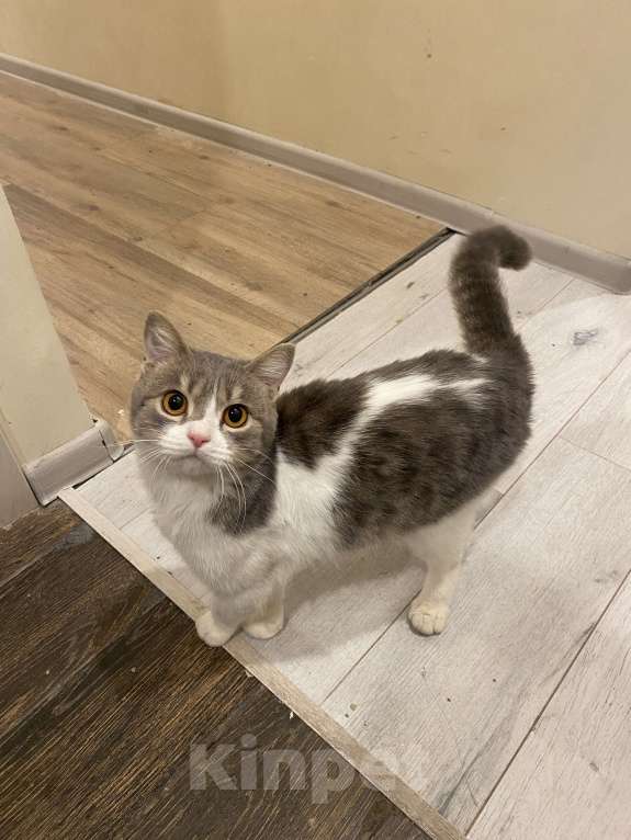 Кошки в Москве: Кошечка Юта ищет семью  Девочка, Бесплатно - фото 2