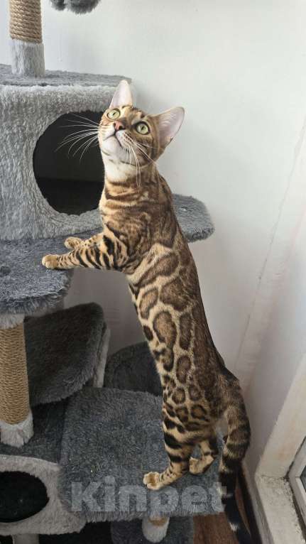 Кошки в Ростове-на-Дону: Бенгал в поиске мамы и папы Девочка, 60 000 руб. - фото 8