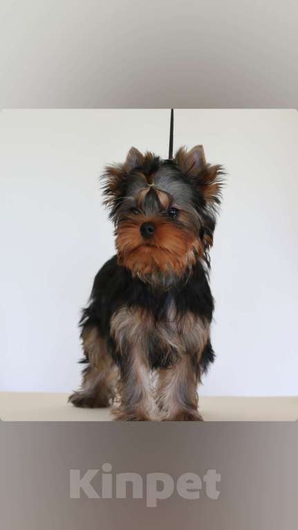 Собаки в других городах Свердловской области: Йоркширский терьер щенок Мальчик, 45 000 руб. - фото 2