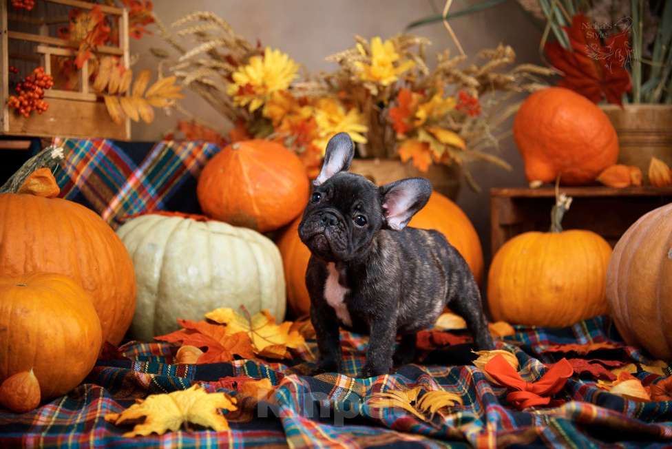 Собаки в Ростове-на-Дону: Готовы к переезду щенки французкого бульдога. Мальчик, 50 000 руб. - фото 5