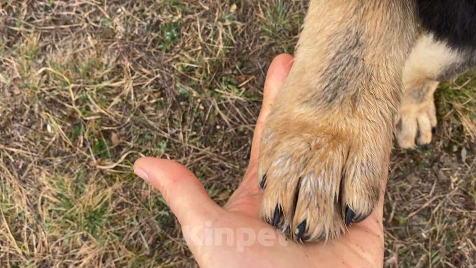 Собаки в других городах Крыма: Породистые щенки от чемпиона России Мальчик, 45 000 руб. - фото 6