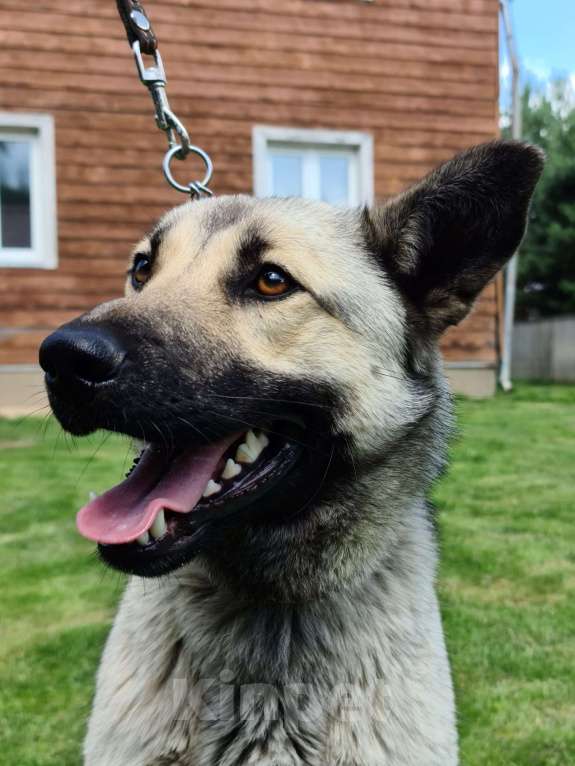 Собаки в Звенигороде: Бобик молодой пес в добрые руки Мальчик, Бесплатно - фото 2