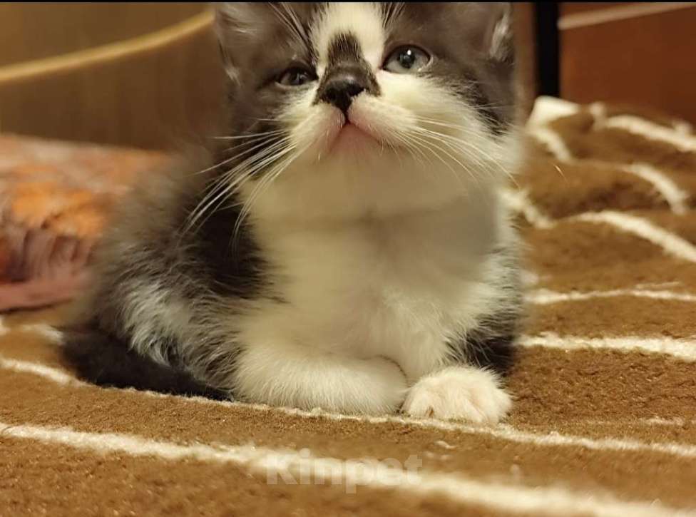 Кошки в Москве: Котенок девочка 2.5 мес. от сибирской кошки Девочка, 1 000 руб. - фото 3