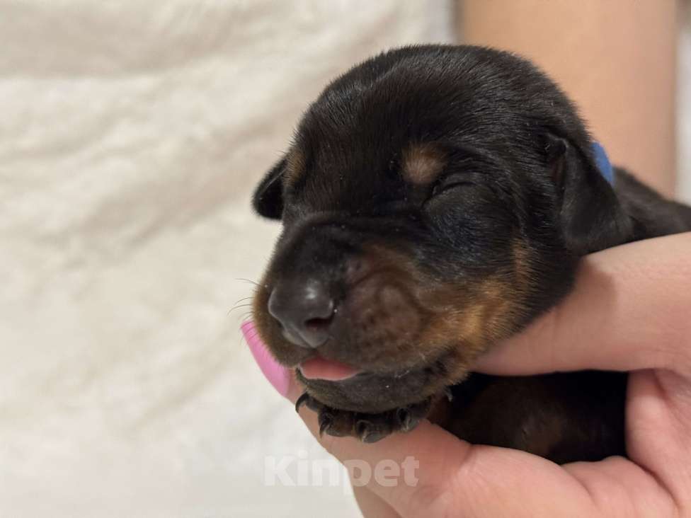 Собаки в Москве: Щенок добермана РКФ Девочка, Бесплатно - фото 3