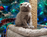 Кошки в Краснодаре: Шотландский вислоухий короткошерстный Мальчик, 10 000 руб. - фото 6