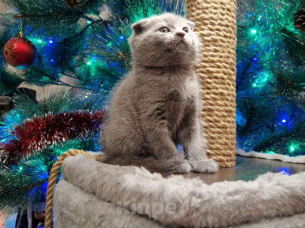 Кошки в Краснодаре: Шотландский вислоухий короткошерстный Мальчик, 10 000 руб. - фото 6