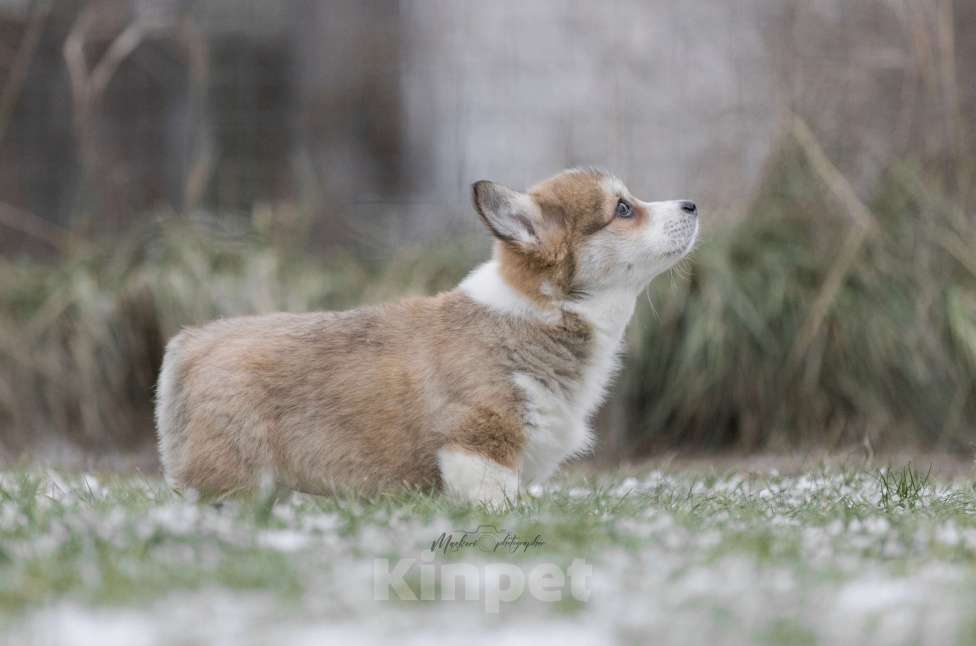 Собаки в Нижнем Новгороде: Щенки вельш корги пемброк Девочка, 60 000 руб. - фото 6