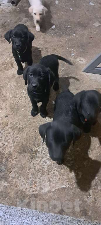 Собаки в Мелитополе: Детки лабродорчики Девочка, 20 000 руб. - фото 4