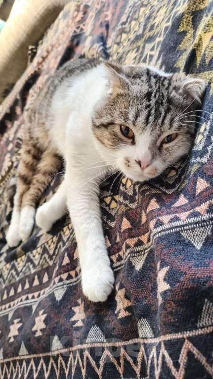 Кошки в Москве: Ищем брошенному на улице коту новых хозяев Мальчик, Бесплатно - фото 6