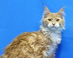 Кошки в Москве: Star Maine Coons Девочка, 75 000 руб. - фото 8