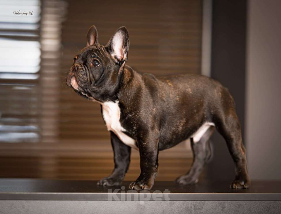 Собаки в Санкт-Петербурге: Кобель в классическом тигровом окрасе Мальчик, Бесплатно - фото 3