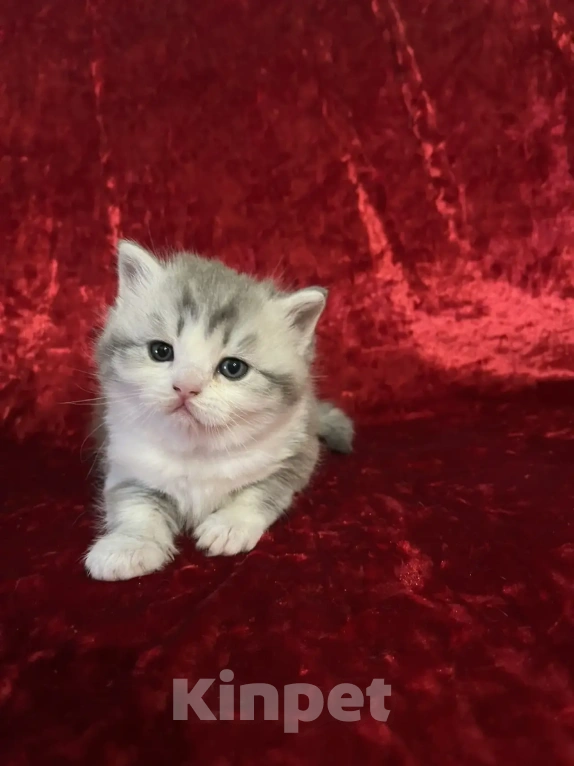 Кошки в Новосибирске: Продам шотландских котят Разнополые, Бесплатно - фото 1