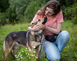 Собаки в Солнечногорске: Умненькая девочка в добрые руки Девочка, Бесплатно - фото 6