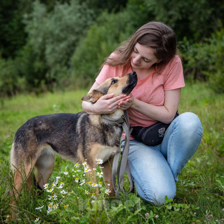Собаки в Солнечногорске: Умненькая девочка в добрые руки Девочка, Бесплатно - фото 6