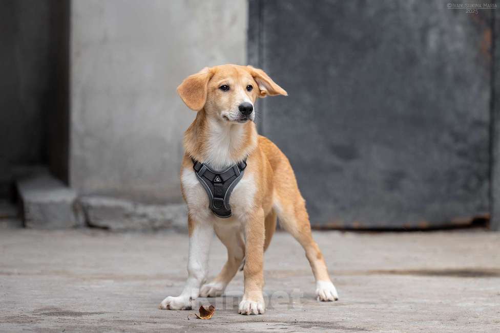 Собаки в Москве: Шафран - благородный малыш для ценителей Мальчик, Бесплатно - фото 2
