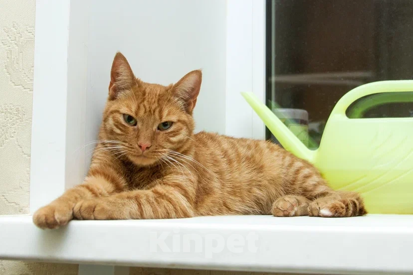 Кошки в Реутове: Взрослая кошка в добрые руки Девочка, Бесплатно - фото 4