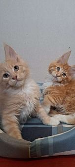 Питомник гигантских кошечек