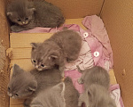 Кошки в других городах Башкортостана: Котята от британской кошки Разнополые, Бесплатно - фото 2