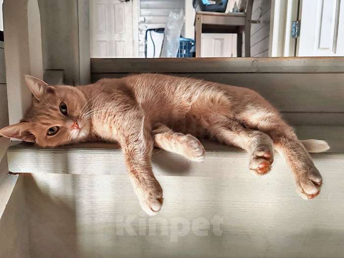 Кошки в Москве: Ищет дом кот Персик — ласковый, спокойный, домашний Мальчик, 10 руб. - фото 6