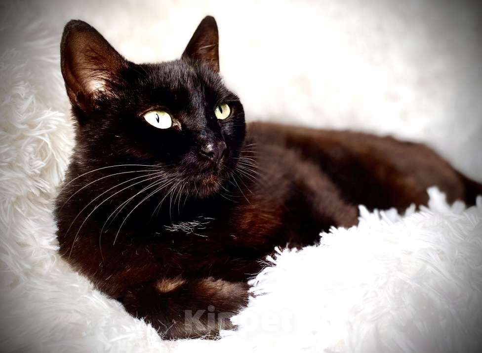 Кошки в Можайске: Кошка в дар Девочка, Бесплатно - фото 5