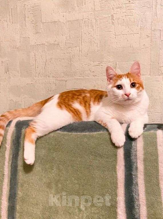 Кошки в Москве: Рыжий кот, молодой Рыжун в добрые руки Мальчик, 1 руб. - фото 4