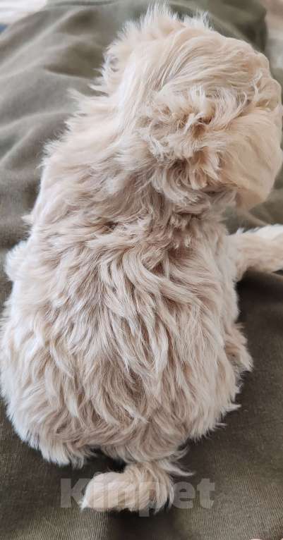 Собаки в Новосибирске: Мальтипу f1 Мальчик, 110 000 руб. - фото 4