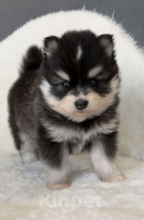 Собаки в Санкт-Петербурге: Девочка помски Девочка, 70 000 руб. - фото 5