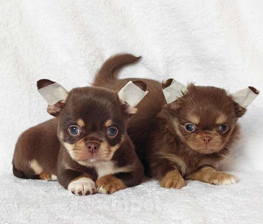 Собаки в Москве: Чихуахуа. Мальчик и девочка Девочка, 60 000 руб. - фото 4