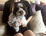 Собаки в Москве: Лаготто Романьоло щенки Разнополые, 180 000 руб. - фото 4