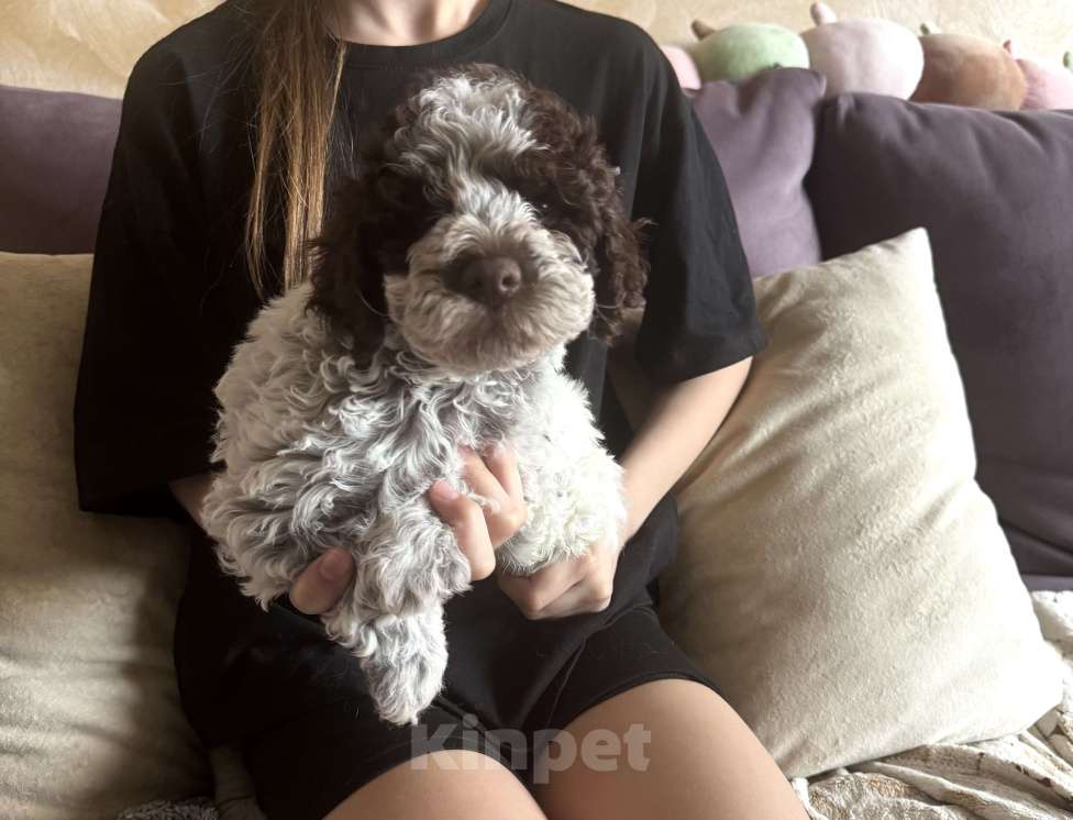 Собаки в Москве: Лаготто Романьоло щенки Разнополые, 180 000 руб. - фото 4