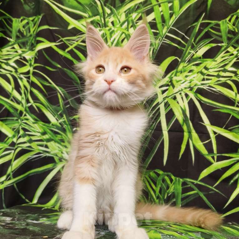 Кошки в Москве: Котёнок Мейн Кун Девочка Девочка, 55 000 руб. - фото 2