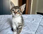 Кошки в Москве: Котенок девочка Девочка, Бесплатно - фото 1