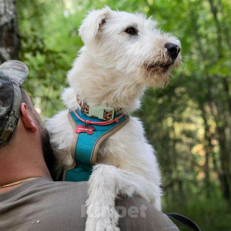 Собаки в Москве: Плюша Девочка, Бесплатно - фото 3