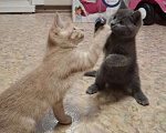 Кошки в Воронеже: Ласковый, игривый котенок в добрые руки Мальчик, Бесплатно - фото 3