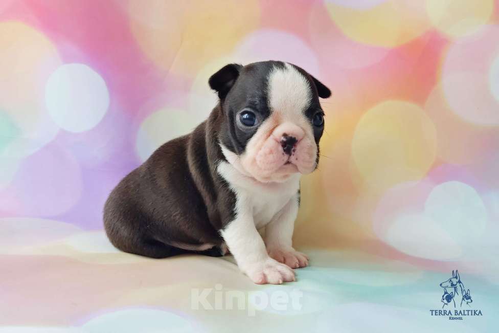 Собаки в Санкт-Петербурге: Щенки бостон терьера Девочка, 80 000 руб. - фото 3