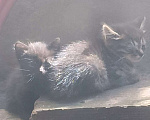 Кошки в Ульяновске: Ищут дом Мальчик, Бесплатно - фото 1