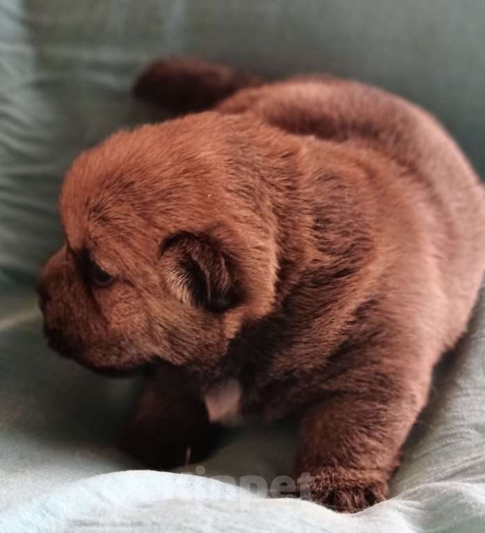 Собаки в Москве: Норвичата Мальчик, Бесплатно - фото 3