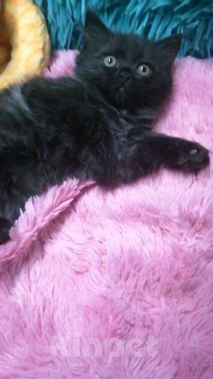 Кошки в Москве: Шотландские котята хайленд  Девочка, 8 000 руб. - фото 3