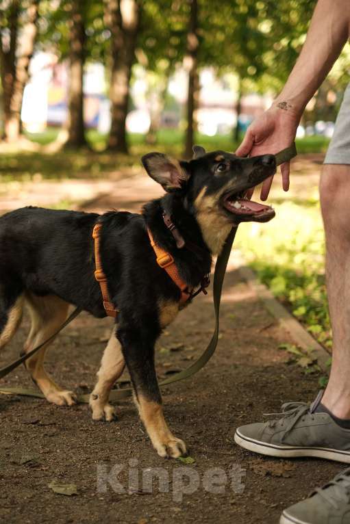 Собаки в Санкт-Петербурге: Весëлый Скаут из приюта в добрые руки Мальчик, Бесплатно - фото 10