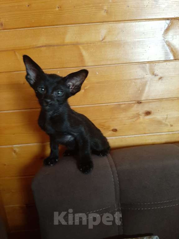 Кошки в других городах Московской области: Котики Мальчик, 25 000 руб. - фото 1