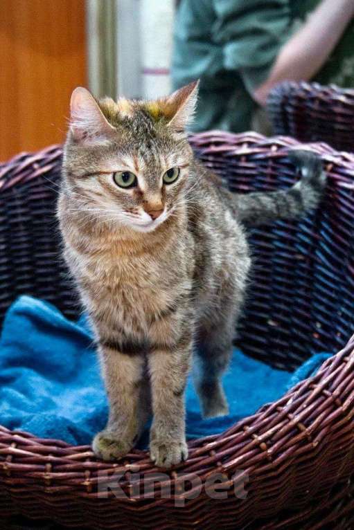 Кошки в Москве: Полосатая кошечка Карамелька в добрые руки Девочка, Бесплатно - фото 10