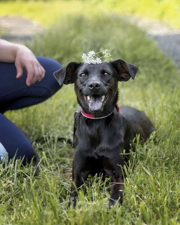 Собаки в Москве: Изящная черная собачка малышка Лили в добрые руки Девочка, Бесплатно - фото 4