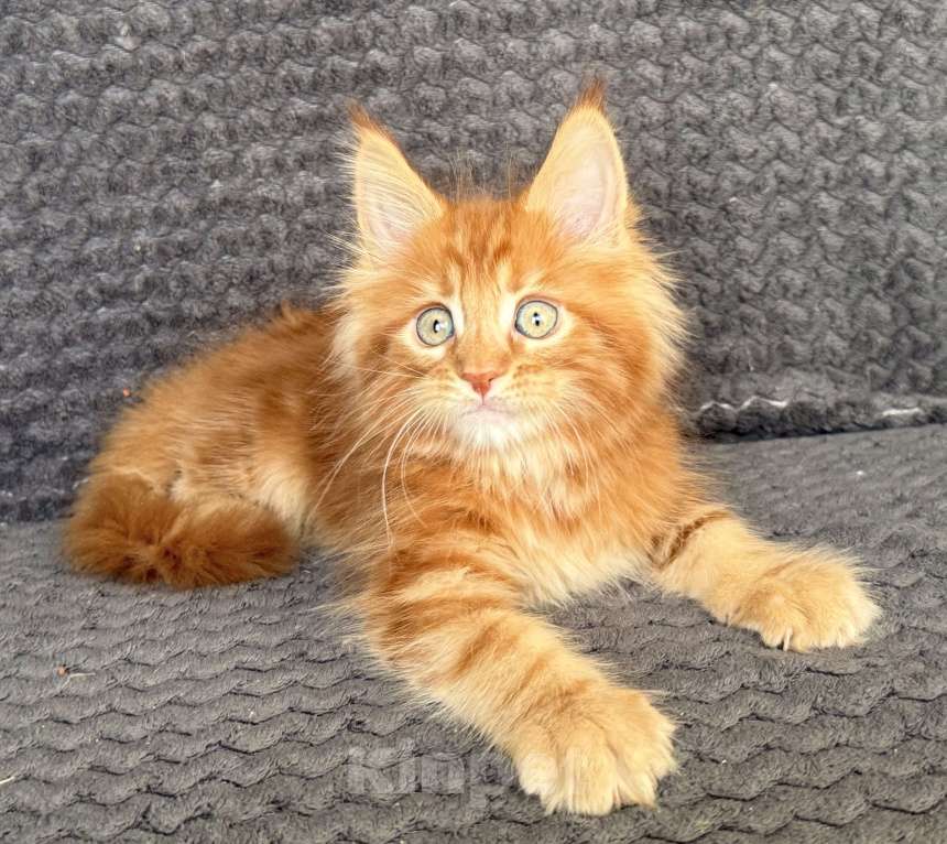 Кошки в Санкт-Петербурге: Uran Paw Winner Мальчик, 80 000 руб. - фото 5