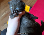 Кошки в других городах Ленинградской области: Булочки с корицей в добрые руки Разнополые, Бесплатно - фото 3