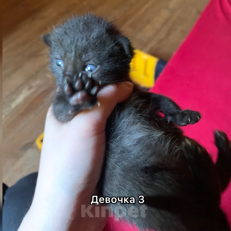 Кошки в других городах Ленинградской области: Булочки с корицей в добрые руки Разнополые, Бесплатно - фото 3