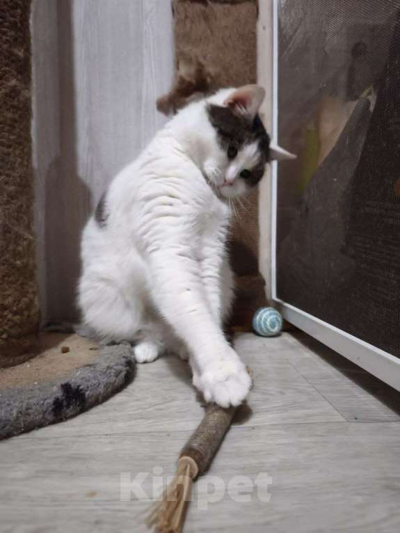 Кошки в Москве: Кошка Луша в добрые руки Девочка, Бесплатно - фото 1