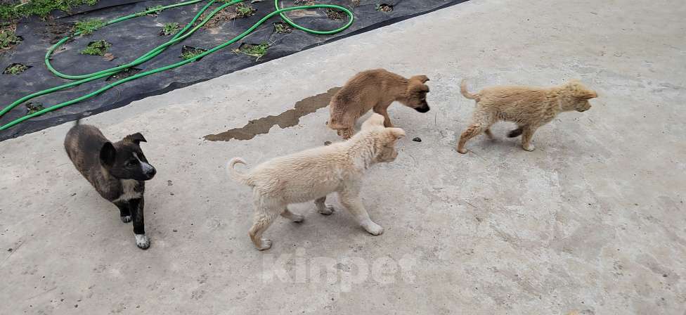 Собаки в других городах Ростовской области: Щенки в добрые руки Мальчик, Бесплатно - фото 5
