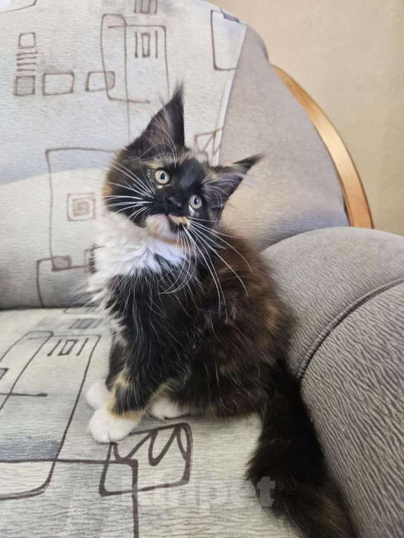 Кошки в других городах Алтайского края: Котята мейн-кун Девочка, 30 000 руб. - фото 1