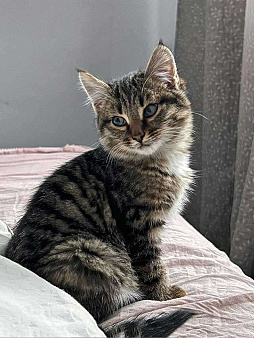 Солнечный добрый котенок Васенька ищет семью