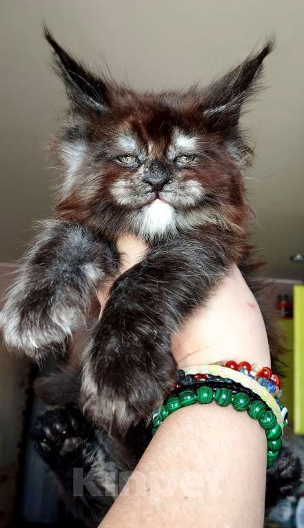 Кошки в Москве: Девочка Мейн Кун котенок Девочка, 70 000 руб. - фото 2